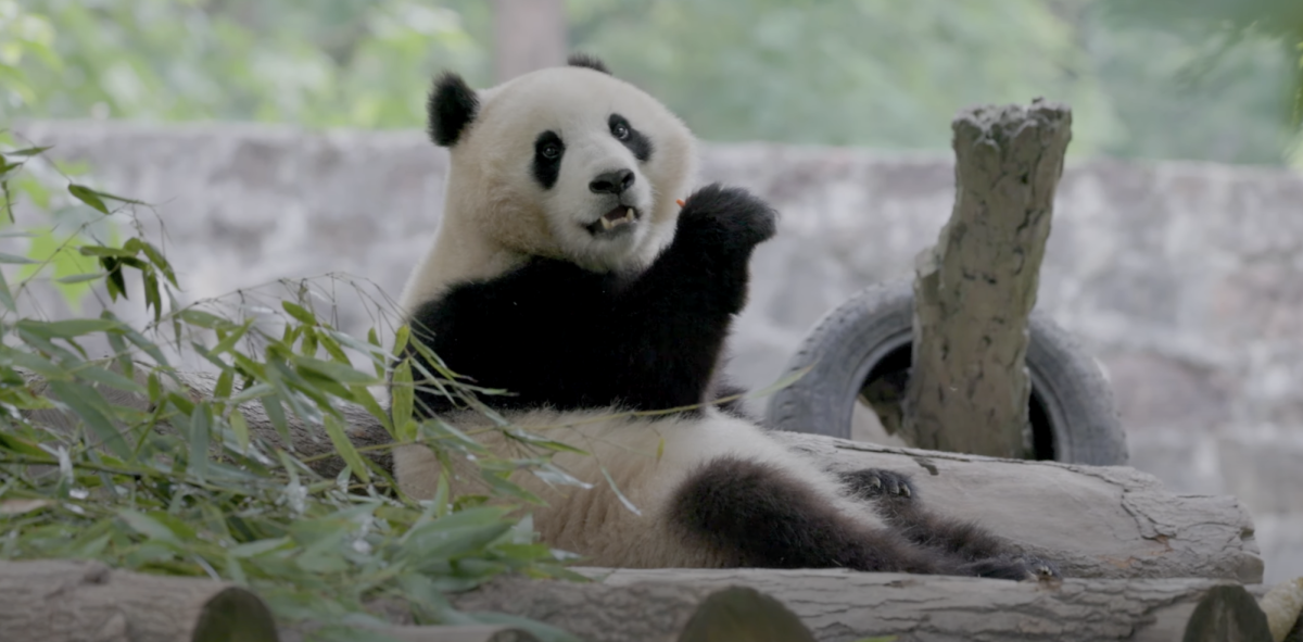 Smithsonian's National Zoo and Conservation Biology Institute | Qing Bao in her habitat in China on May 17.